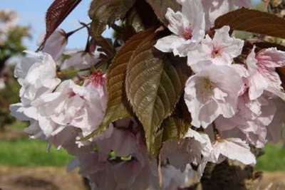 Chocolate Ice Japanese Flowering Cherry Plants