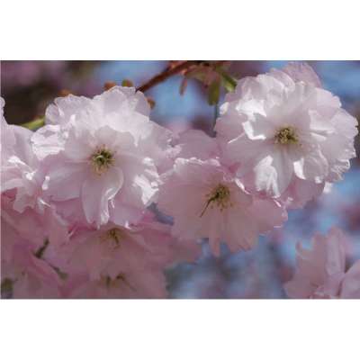 Daikoku Japanese Flowering Cherry Plants