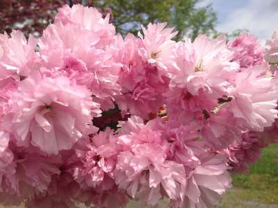 Little Pink Perfection Japanese Flowering Cherry Plants