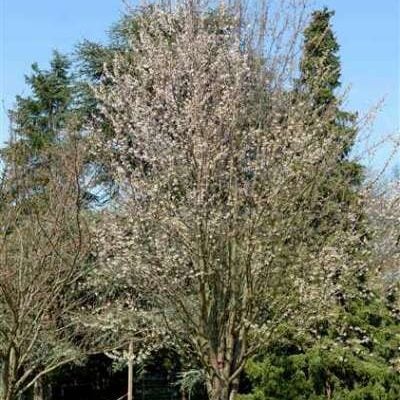 Schmittii Japanese Flowering Cherry Plants