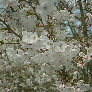 Incisa The Bride Japanese Flowering Cherry Plants