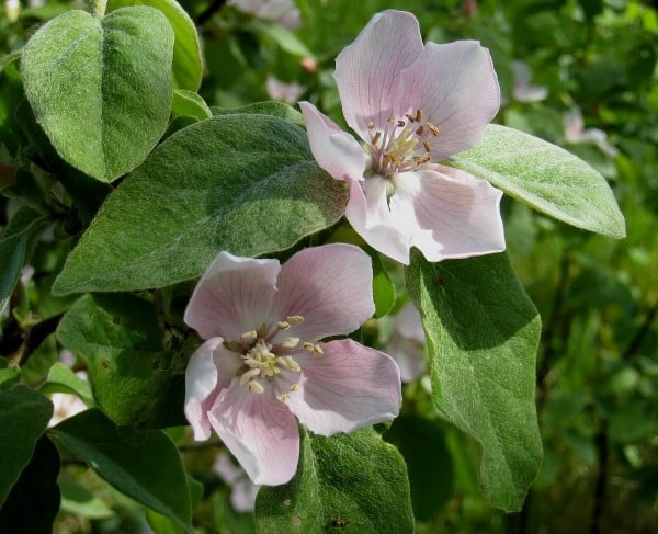 quince blossom