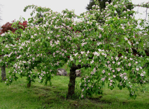 quince tree