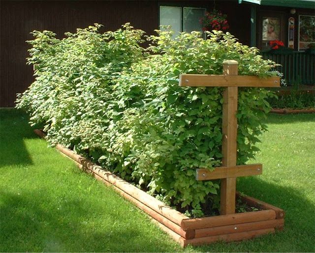 row of raspberry canes