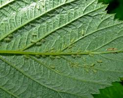 raspberry aphids