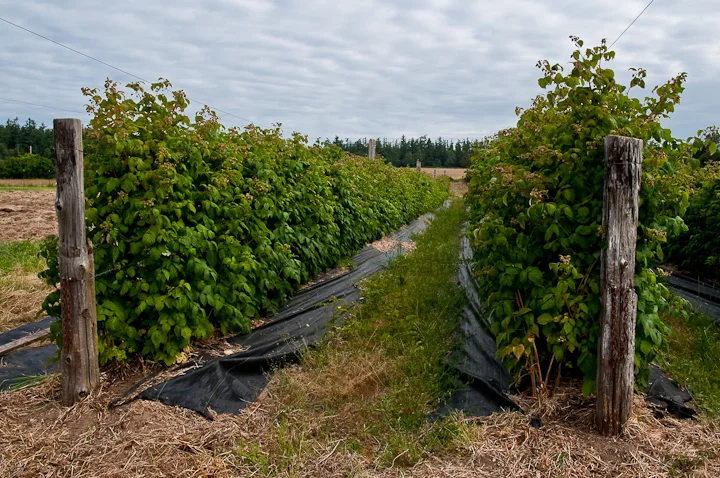 raspberry cane row