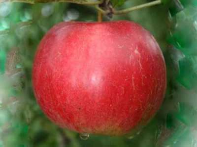 Red James Grieve Apple Trees