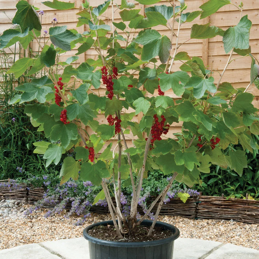 redcurrant grown in a container