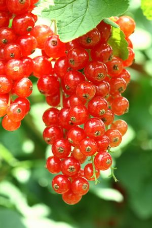 bush redcurrants