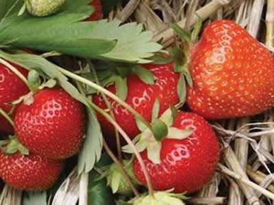 Redstar Strawberry Plants