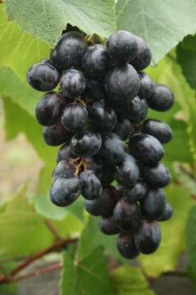 rembrandt grape