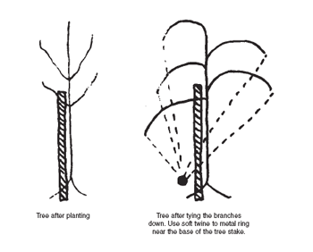 Restricting the growth of cherries