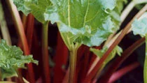 Rhubarb - Virus Tested