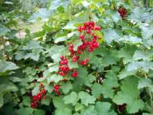 Rondom redcurrants