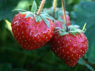 Rosie Strawberry Plants