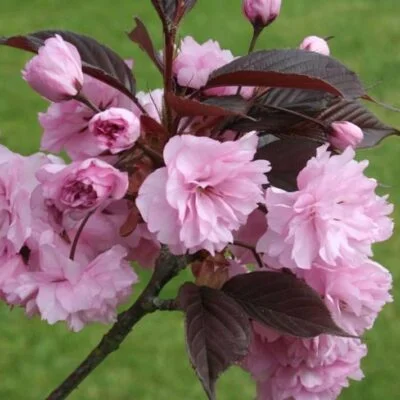 Royal Burgundy Japanese Flowering Cherry Plants