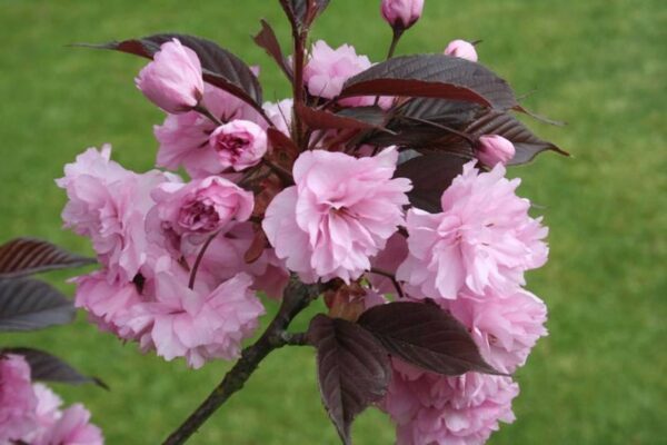 Royal Burgundy Japanese Flowering Cherry Plants