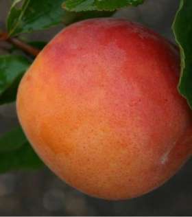 apricot tree in fruit