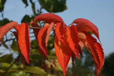 Prunus Sargentii Japanese Flowering Cherry Plants