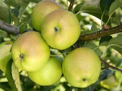 Scotch Bridget Apple Trees