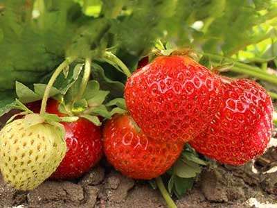 Senga Sengana Strawberry Plants