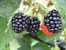 Blackberries Adrienne