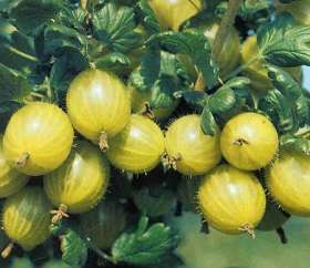 Hino Yellow Gooseberry Bush