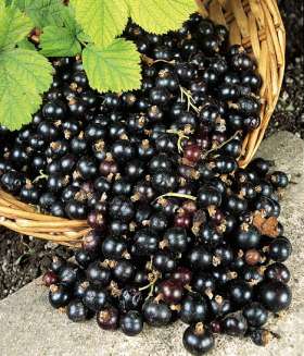 Blackcurrants Ben More