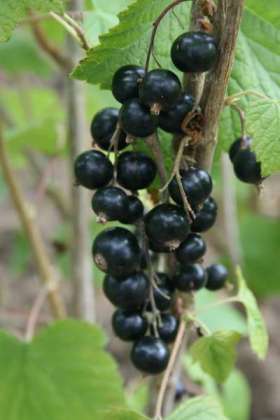 blackcurrant