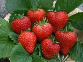 large ripe strawberries