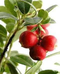 lingonberry plant