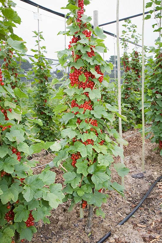 single cordon redcurrants