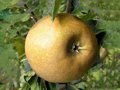 St Edmund's Pippin Apple Trees