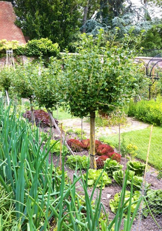 standard gooseberries