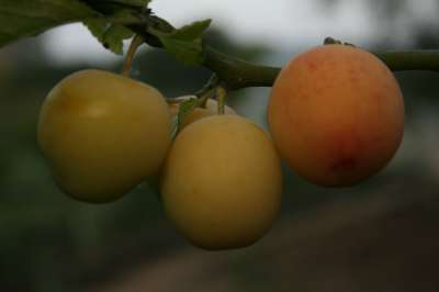 Stellas star greengage tree