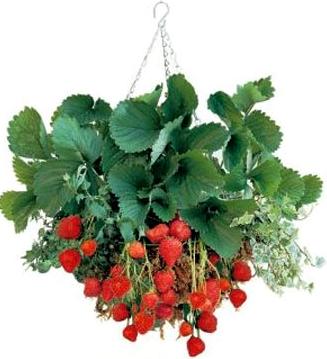 strawberry plant in container