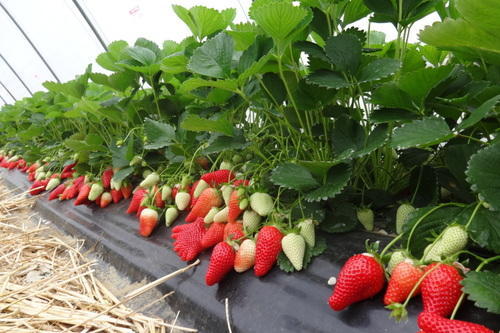 strawberry plant cultivation
