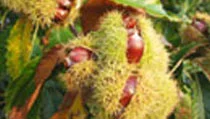 Sweet Chestnut