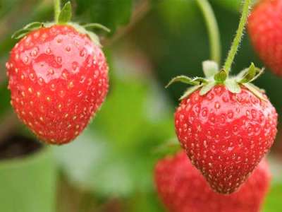 Tenira Strawberry Plants