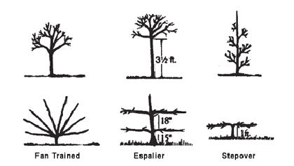 Fruit trees - Notes for the beginner