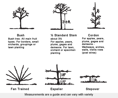 Apple Tree Types