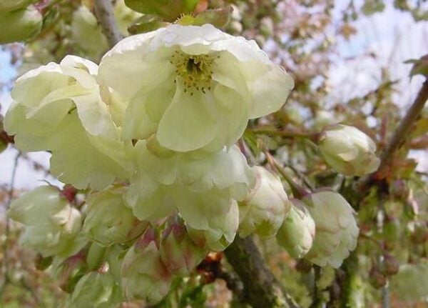 Ukon Japanese Flowering Cherry Plants