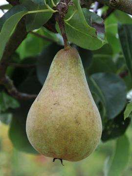 pear fruit trees