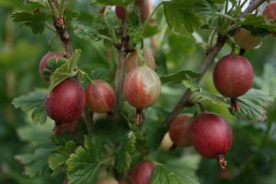 Whinham's Industry Gooseberry Bushes