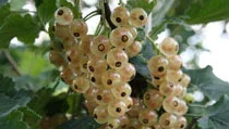 Whitecurrants