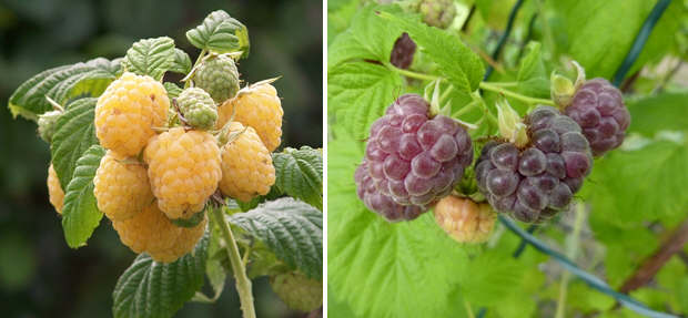 yellow and purple raspberries