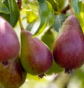 Glou Morceau Pear Trees