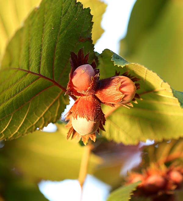 Hazelnuts