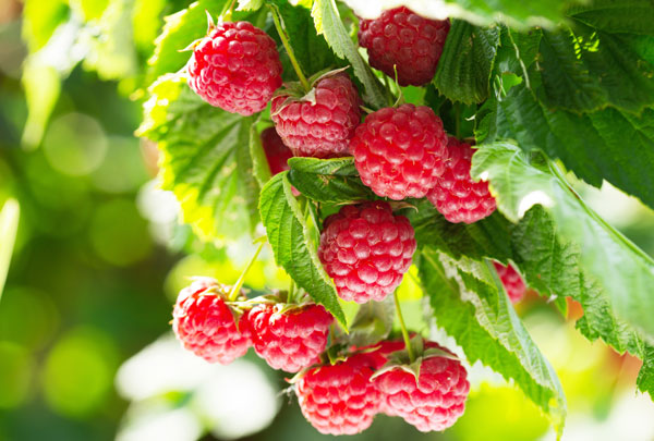 Raspberry Guide